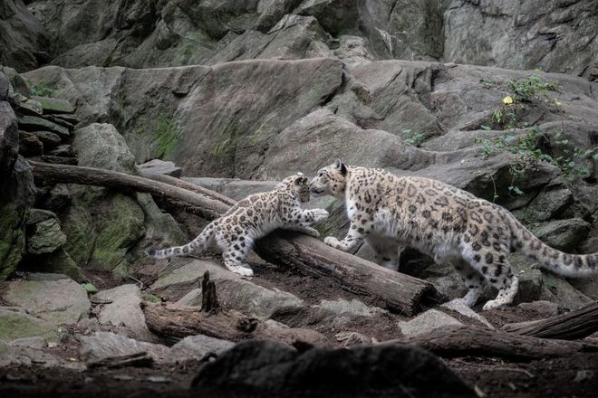 mom and baby snow leopard 
