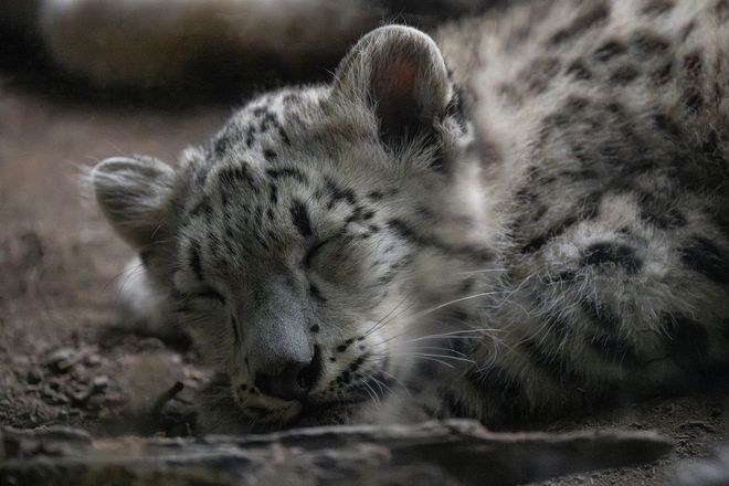 sleeping baby now leopard 