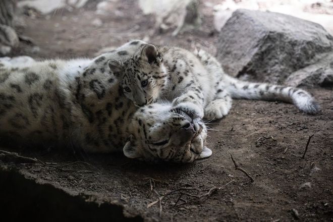 mom and baby snow leopard cuddling 