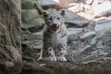 Newest baby snow leopard at the Bronx Zoo