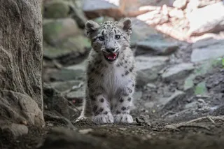 Newest baby snow leopard at the Bronx Zoo