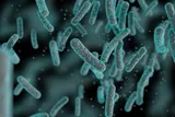 Salmonella bacteria colony 
