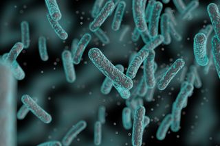 Salmonella bacteria colony