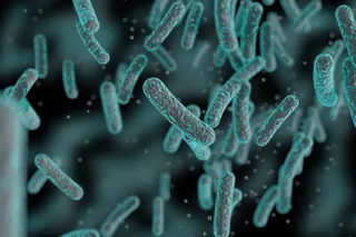 Salmonella bacteria colony