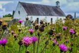 Old white cathedral surrounded by purple thistles 