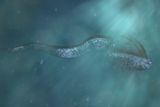 Oarfish Fins Could Inspire Future Robots