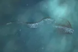 Giant oarfish 