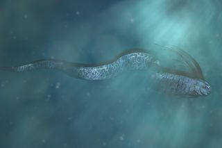 Giant oarfish