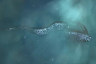 Giant oarfish
