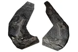Slabs of the Westlothiana fossil 