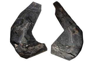 Slabs of the Westlothiana fossil 