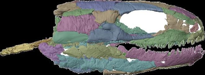 reconstruction of Westlothiana 