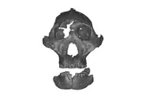 Scan of P. robustus skull