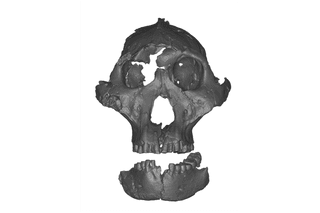 Scan of P. robustus skull