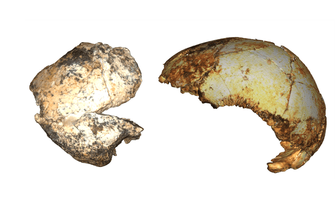 ancient human skull fragments 