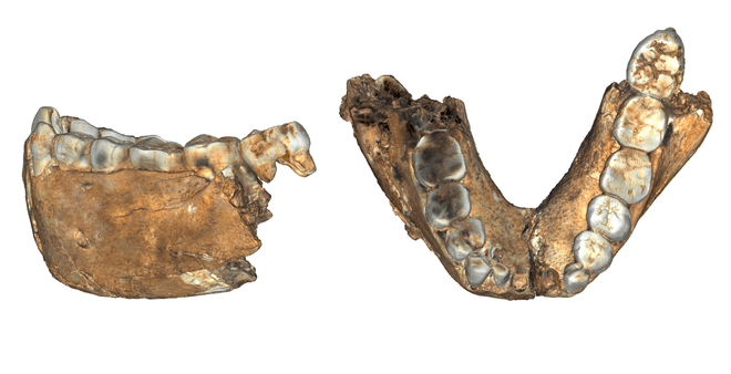 ancient human jaws 