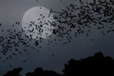 Group of bats flying at night past the full moon 