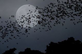 Group of bats flying at night past the full moon