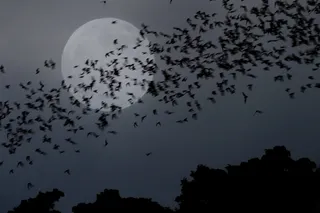 Group of bats flying at night past the full moon 