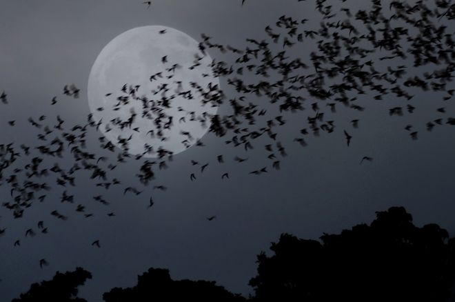 bats flying by the full moon bats flying by the full moon
