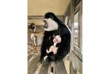 New Baby Colobus Monkey at Lincoln Park Zoo!