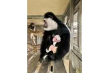 Bright white colobus monkey being held by its mother 