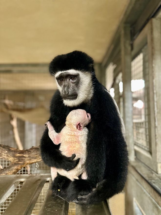 colobus monkey