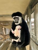 New Baby Colobus Monkey at Lincoln Park Zoo has a Bright Pink Face and Stark White Fur 2 new baby colobus monkey t
