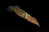 Squid Hair Bundles Teach About Hearing