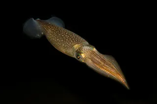 Squid swimming in the ocean