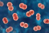 Streptococcus pneumoniae bacteria