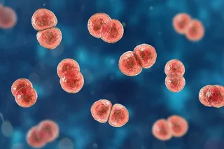 Streptococcus pneumoniae bacteria