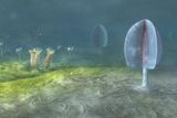 New Findings on Early Animal Evolution!