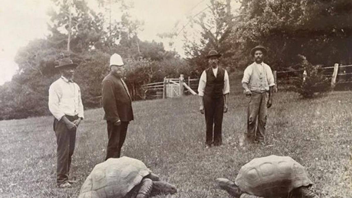 At 194, a 450-Pound Tortoise Is the Oldest Living Land Animal, and its DNA May Help Explain Why