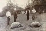 Tortoise Jonathan arriving in St Helena in 1882