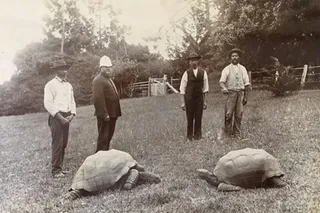 Tortoise Jonathan arriving in St Helena in 1882