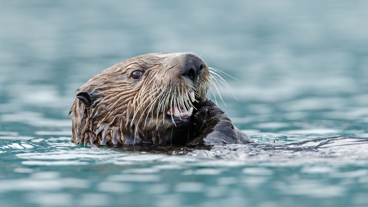 Newly Identified 165-Million-Year-Old Otter-Like Mammal Was a Top Predator in Jurassic Waterways 