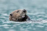 otter eating