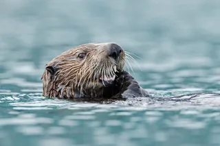 otter eating
