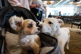 Why Big Dogs Die Younger Than Small Dogs May Come Down to Jumping Genes