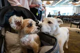 A large white dog sniffs a small tan-and-white dog sitting in a black pet stroller indoors.