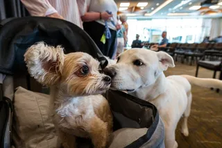 A large white dog sniffs a small tan-and-white dog sitting in a black pet stroller indoors.