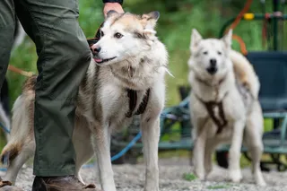 Denali sled dogs