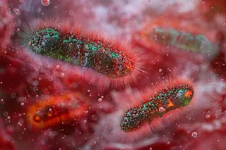 illustration of Shigella bacteria