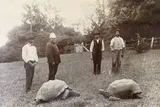 Jonathan the tortoise
