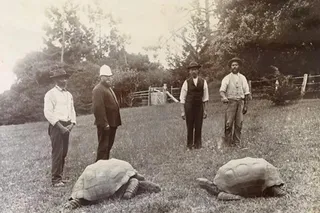 Jonathan the tortoise