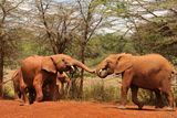 Wild Elephants Use 41 Different Gestures to Tell Others to "Move Away" or "Stop That"&nbsp;