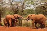 two elephants gesturing at each other with their trunks 