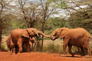 two elephants gesturing at each other with their trunks 