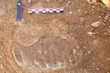 elephant tooth fossil 